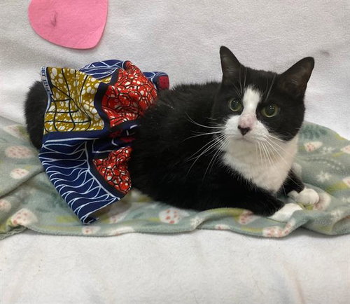 LUNA, Adult Domestic Short Hair (medium coat), cat for adoption in Bowie, Maryland