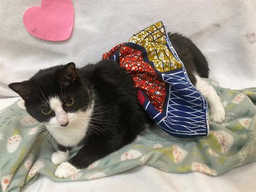 LUNA, Adult Domestic Short Hair (medium coat), cat for adoption in Annapolis, Maryland