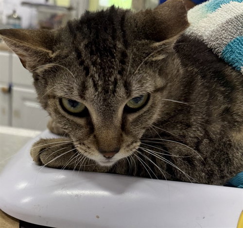 SPEEDY, Adult Domestic Short Hair (short coat), cat for adoption in Bowie, Maryland