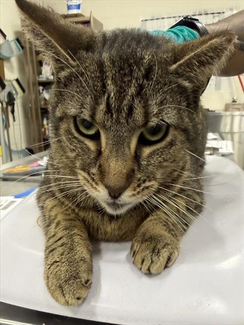 PETRA, Adult Domestic Short Hair (short coat), cat for adoption in Bowie, Maryland