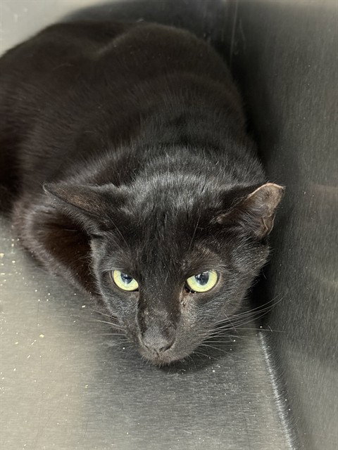 COFFEE1, Adult Domestic Short Hair (short coat), cat for adoption in Bowie, Maryland