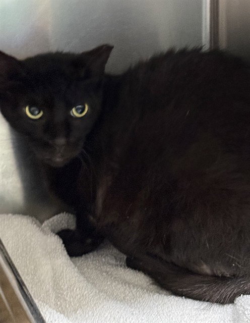 COFFEE2, an adoptable Domestic Short Hair in Forestville, MD