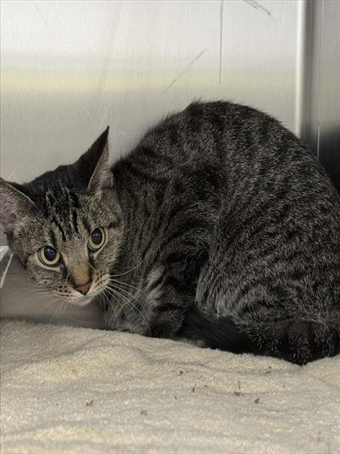 MELODY, Adult Domestic Short Hair (short coat), cat for adoption in Bowie, Maryland