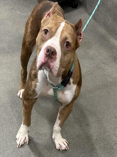 LOLA, an adoptable American Bulldog in Forestville, MD