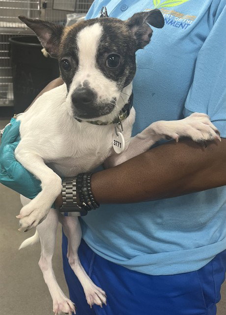 CEELO, an adoptable Chihuahua in Forestville, MD