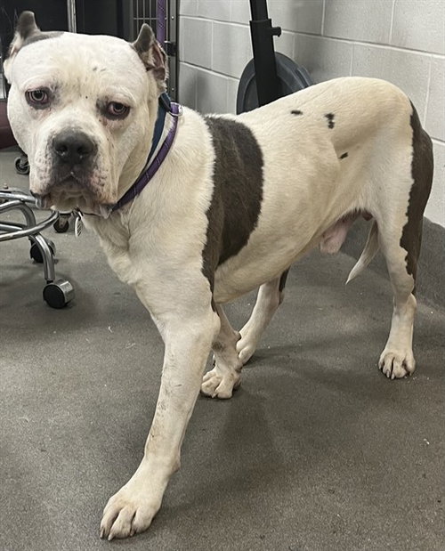 *ICE CUBE, an adoptable American Bulldog in Forestville, MD