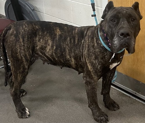 *TOFU, an adoptable Presa Canario in Forestville, MD