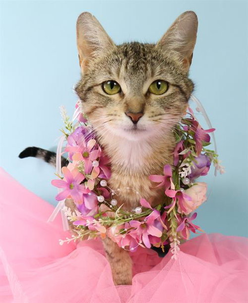 *LEONA, an adoptable Domestic Short Hair in Forestville, MD