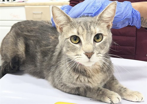 CANDY, an adoptable Domestic Short Hair in Forestville, MD