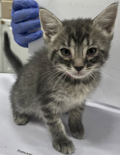 *MISTY, an adoptable Domestic Short Hair in Forestville, MD