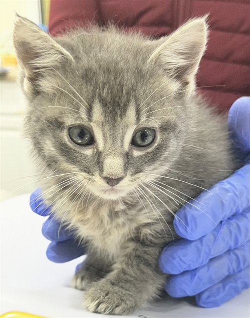 *MINK, an adoptable Domestic Short Hair in Forestville, MD