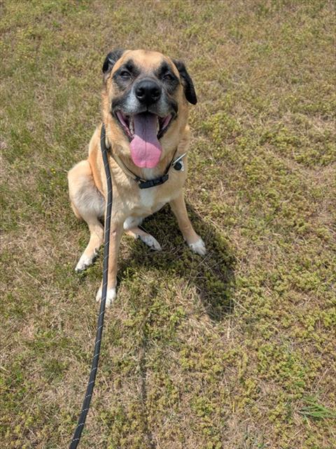 TOBY, an adoptable German Shepherd Dog in Forestville, MD