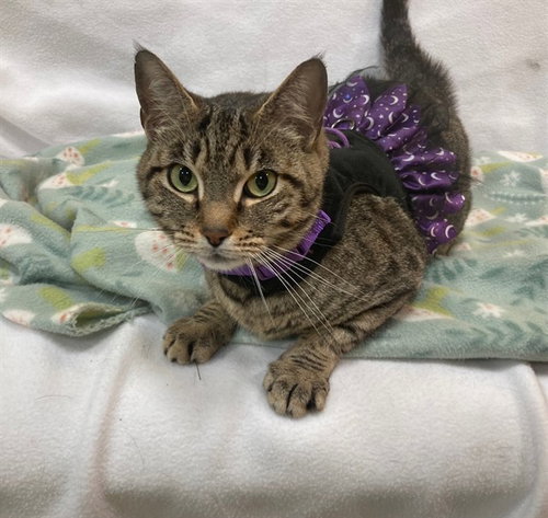 *CHAI, Adult Domestic Short Hair (short coat), cat for adoption in Bowie, Maryland
