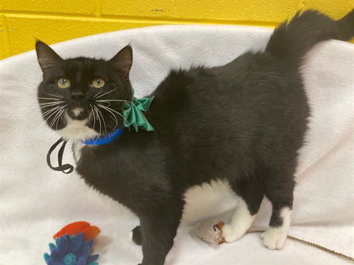 LUCAS, Young Domestic Medium Hair (short coat), cat for adoption in Bowie, Maryland