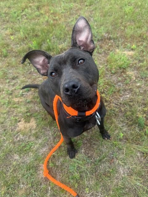 GIRLFRIEND, an adoptable Pit Bull Terrier in Forestville, MD
