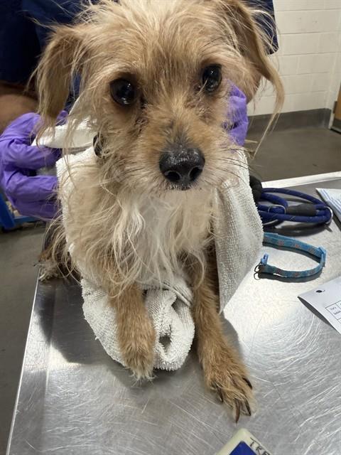 *PAUL, an adoptable Chihuahua in Forestville, MD