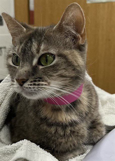 *SANDRA, Adult Domestic Short Hair (short coat), cat for adoption in Bowie, Maryland