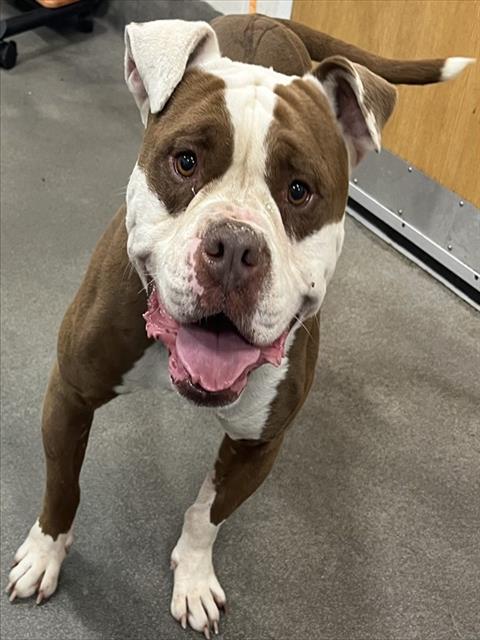 *ZUKO, an adoptable American Bulldog in Forestville, MD