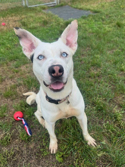 *ICE, an adoptable Pit Bull Terrier in Forestville, MD