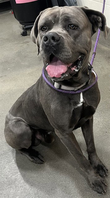 CASH, an adoptable Cane Corso Mastiff in Forestville, MD