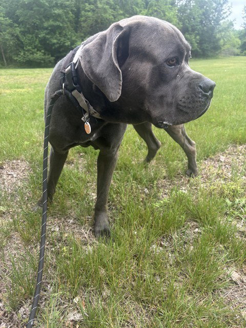 CASH, an adoptable Cane Corso Mastiff in Forestville, MD