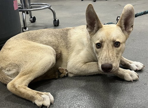 MISTY, an adoptable Siberian Husky in Forestville, MD
