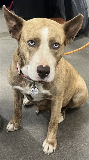 GRINGA, an adoptable Siberian Husky in Forestville, MD