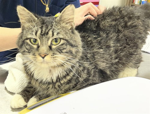 *ZEPHYR, Adult Domestic Medium Hair (medium coat), cat for adoption in Bowie, Maryland