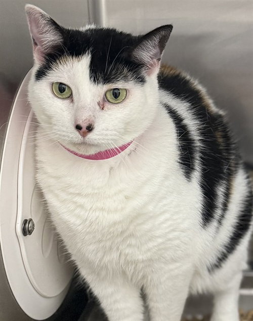 KIKI, Adult Domestic Short Hair (short coat), cat for adoption in Bowie, Maryland