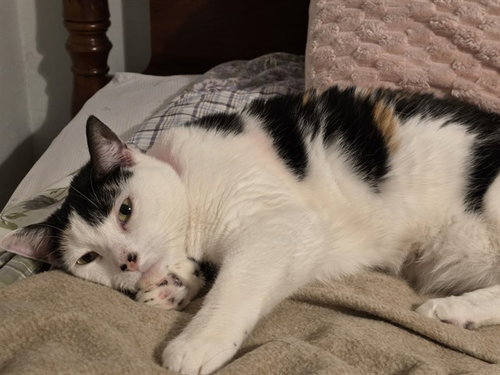 KIKI, Adult Domestic Short Hair (short coat), cat for adoption in Manassas, Virginia