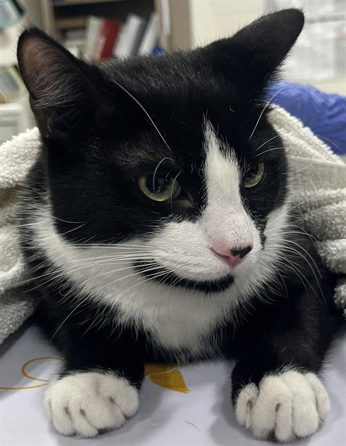 *BUSTER, Adult Domestic Short Hair (short coat), cat for adoption in Bowie, Maryland