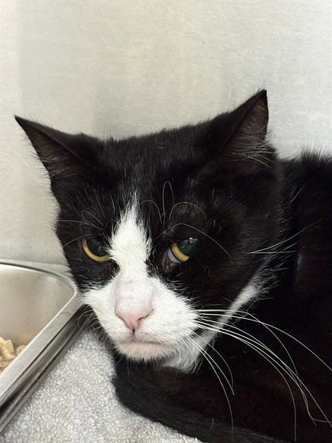 *LINDSAY, Adult Domestic Short Hair (short coat), cat for adoption in Bowie, Maryland