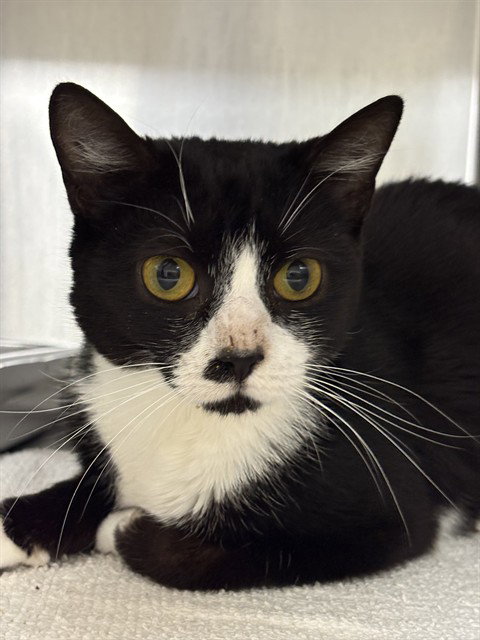 LUNA, Young Domestic Short Hair (short coat), cat for adoption in Bowie, Maryland
