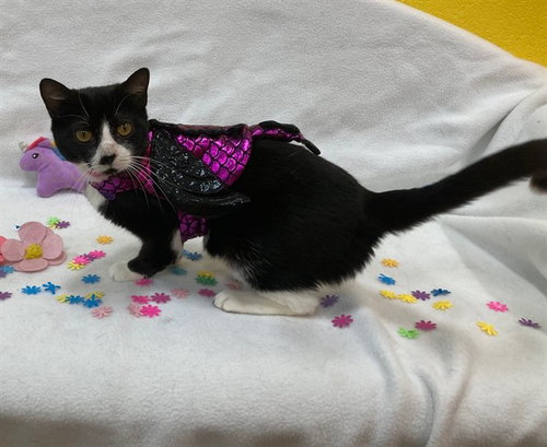LUNA, Young Domestic Short Hair (short coat), cat for adoption in Gaithersburg, Maryland