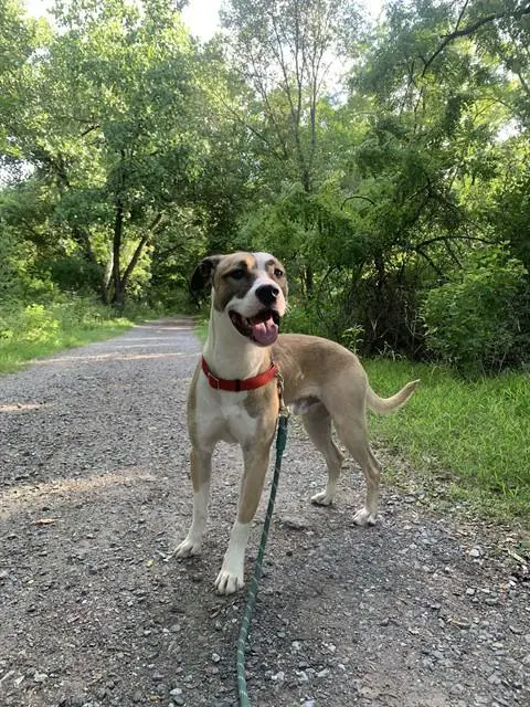 Mello - Pit Bull Terrier