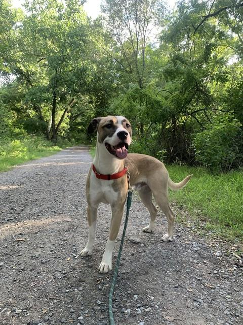 MELLO, an adoptable Pit Bull Terrier in Forestville, MD