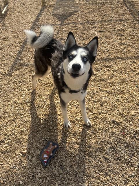 IKER, an adoptable Siberian Husky in Forestville, MD