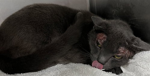 NOVA, Adult Domestic Short Hair (short coat), cat for adoption in Bowie, Maryland