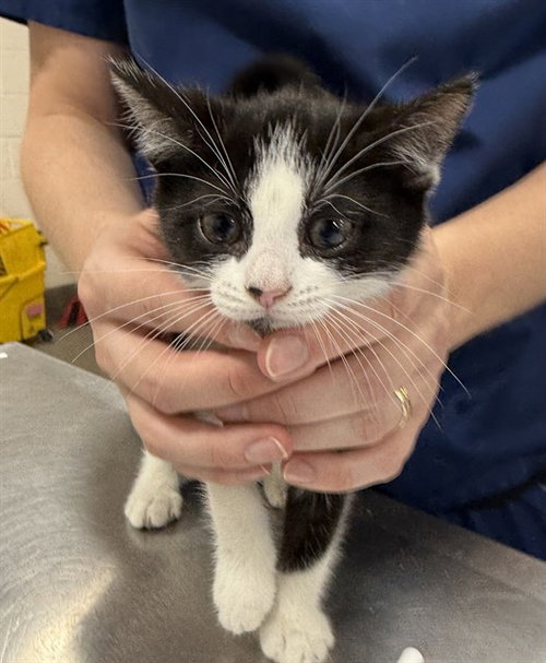 *ELSA, Baby Domestic Short Hair (short coat), cat for adoption in Bowie, Maryland