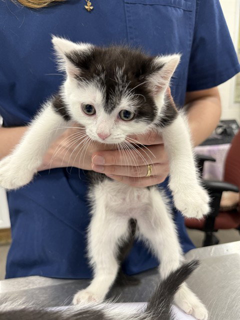 *DALE, Baby Domestic Short Hair (short coat), cat for adoption in Bowie, Maryland