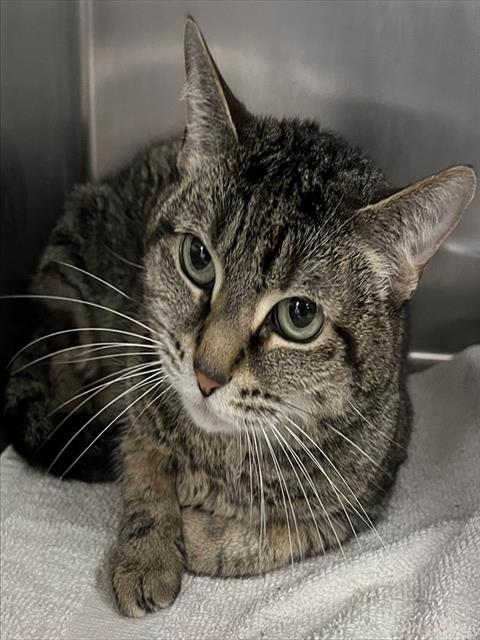 *QTIP, Adult Domestic Short Hair (short coat), cat for adoption in Bowie, Maryland