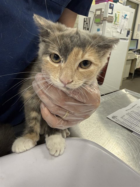 *BEACH, Baby Domestic Short Hair (short coat), cat for adoption in Bowie, Maryland