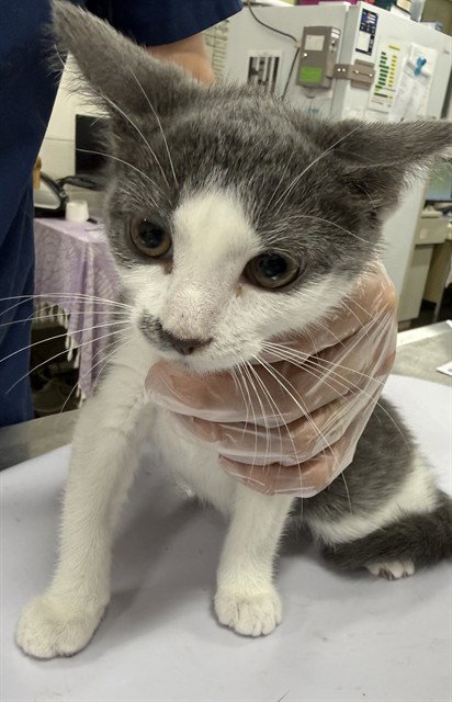 *SANDY, Baby Domestic Short Hair (short coat), cat for adoption in Bowie, Maryland