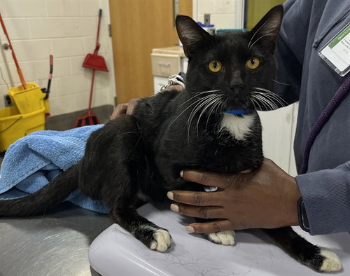 *TATER, Adult Domestic Short Hair (short coat), cat for adoption in Bowie, Maryland