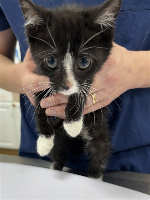 *PARKER, Baby Domestic Short Hair (short coat), cat for adoption in Bowie, Maryland