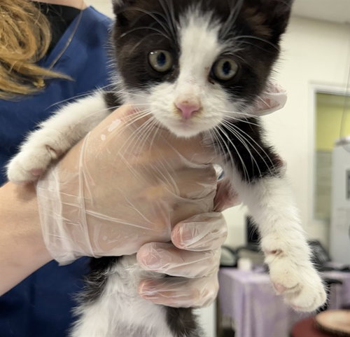 *TOM, Baby Domestic Short Hair (medium coat), cat for adoption in Bowie, Maryland