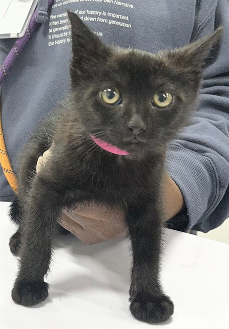 *MUNCHKIN, Baby Domestic Short Hair (short coat), cat for adoption in Bowie, Maryland
