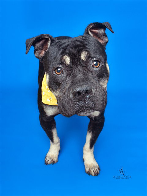 *QAMARI, an adoptable Pit Bull Terrier in Forestville, MD
