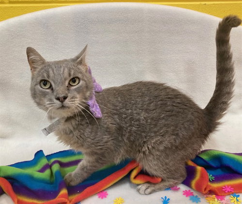 *QDOBA, Adult Domestic Short Hair (short coat), cat for adoption in Annapolis, Maryland