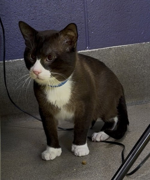 *LEOPOLD, Adult Snowshoe (short coat), cat for adoption in Annapolis, Maryland